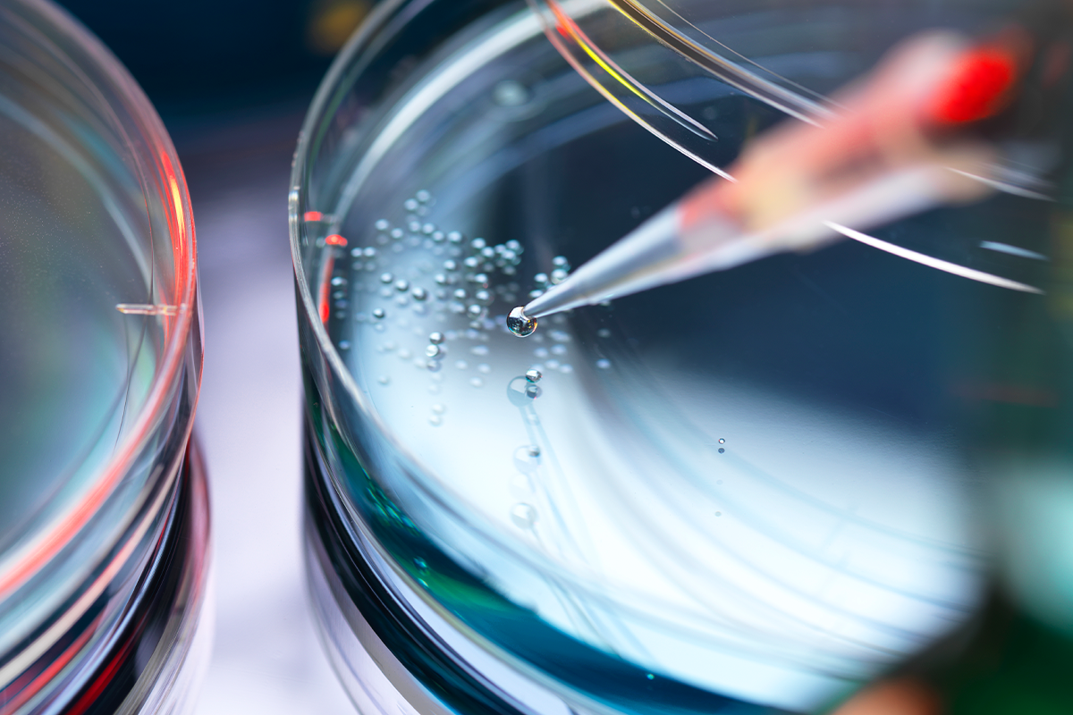 Pipetting fluid into petri dish containing stem cells for medical research